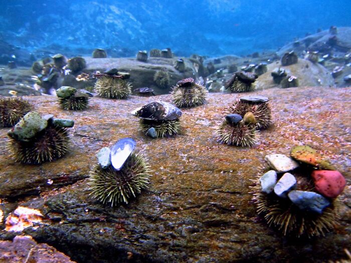 Turns Out, Sea Urchins Like To Use Shells As Hats, So People 3D-Print Them Some Cool Ones Turns Out, Sea Urchins Like To Use Shells As Hats, So People 3D-Print Them Some Cool Ones