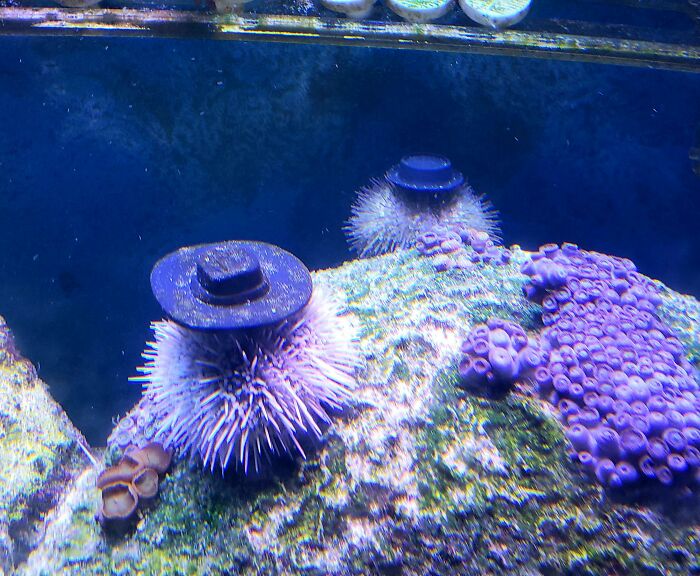 Turns Out, Sea Urchins Like To Use Shells As Hats, So People 3D-Print Them Some Cool Ones Turns Out, Sea Urchins Like To Use Shells As Hats, So People 3D-Print Them Some Cool Ones