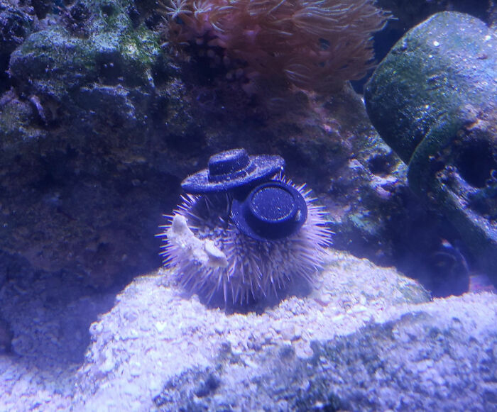 Turns Out, Sea Urchins Like To Use Shells As Hats, So People 3D-Print Them Some Cool Ones Turns Out, Sea Urchins Like To Use Shells As Hats, So People 3D-Print Them Some Cool Ones