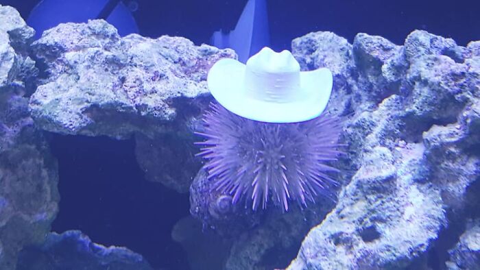 Turns Out, Sea Urchins Like To Use Shells As Hats, So People 3D-Print Them Some Cool Ones Turns Out, Sea Urchins Like To Use Shells As Hats, So People 3D-Print Them Some Cool Ones