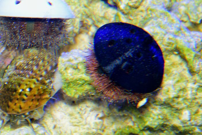 Turns Out, Sea Urchins Like To Use Shells As Hats, So People 3D-Print Them Some Cool Ones Turns Out, Sea Urchins Like To Use Shells As Hats, So People 3D-Print Them Some Cool Ones