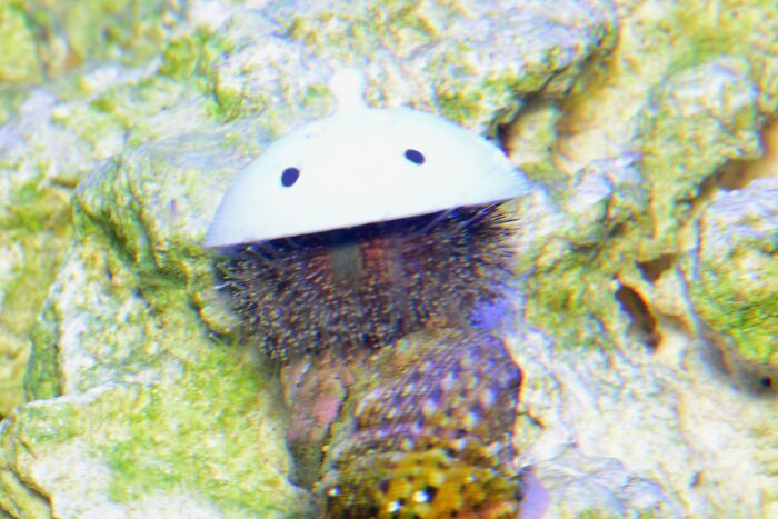 Turns Out, Sea Urchins Like To Use Shells As Hats, So People 3D-Print Them Some Cool Ones Turns Out, Sea Urchins Like To Use Shells As Hats, So People 3D-Print Them Some Cool Ones