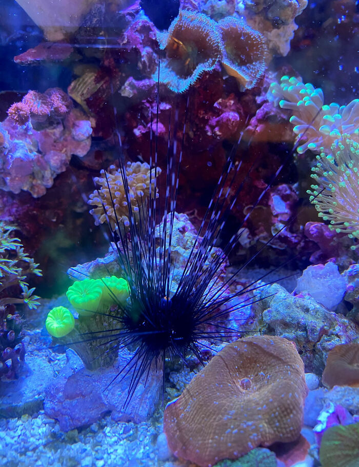 Turns Out, Sea Urchins Like To Use Shells As Hats, So People 3D-Print Them Some Cool Ones Turns Out, Sea Urchins Like To Use Shells As Hats, So People 3D-Print Them Some Cool Ones