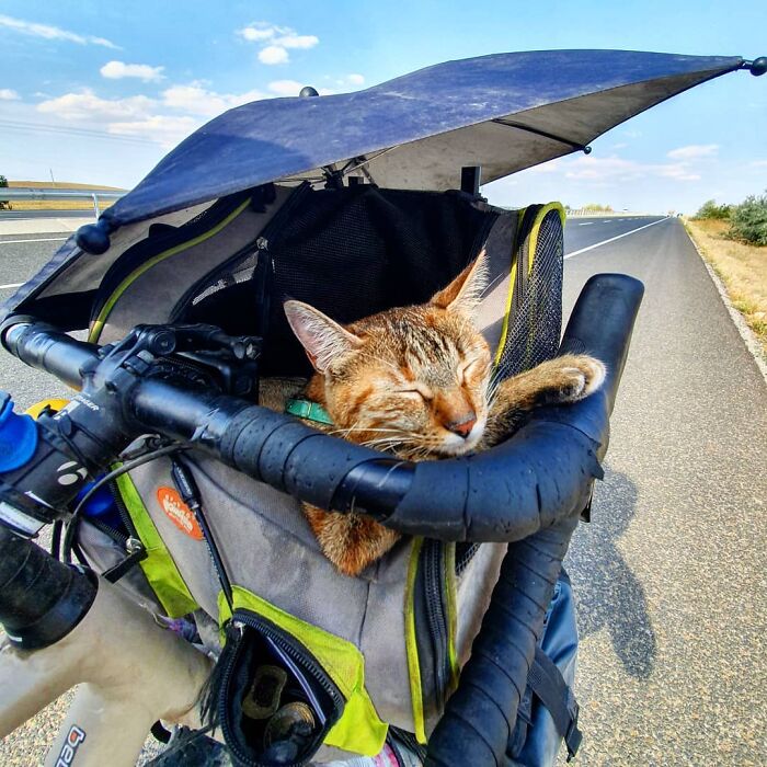 Scottish Man Decides To Cycle Across The Globe Solo, But Finds A Stray Cat Who Accompanies Him (30 Pics) Scottish Man Decides To Cycle Across The Globe Solo, But Finds A Stray Cat Who Accompanies Him (30 Pics)