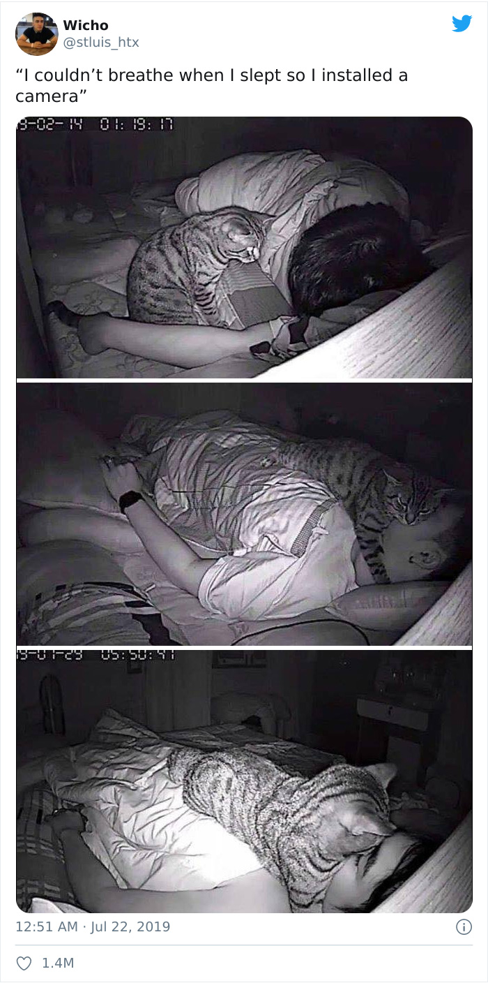 50 Hilarious Photos That Prove Cats Are The Biggest Jerks 50 Hilarious Photos That Prove Cats Are The Biggest Jerks