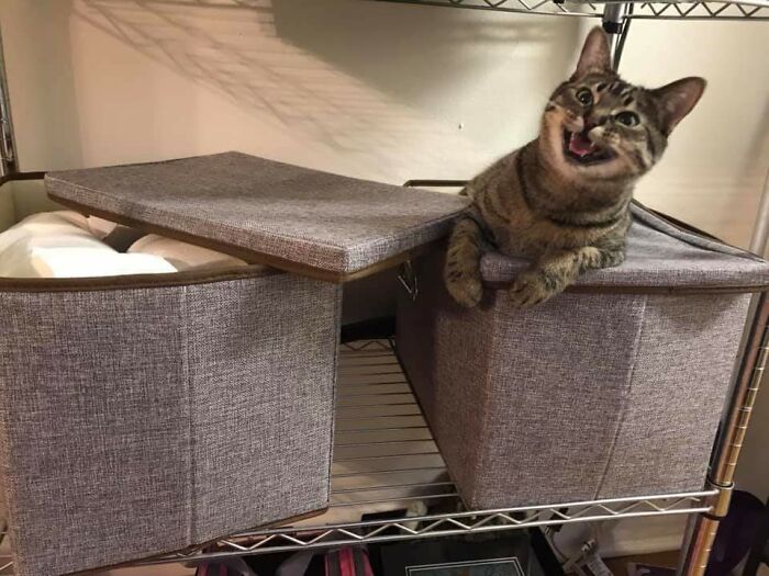 50 Hilarious Photos That Prove Cats Are The Biggest Jerks 50 Hilarious Photos That Prove Cats Are The Biggest Jerks