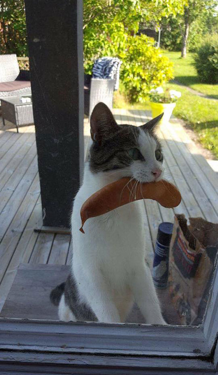 50 Hilarious Photos That Prove Cats Are The Biggest Jerks 50 Hilarious Photos That Prove Cats Are The Biggest Jerks