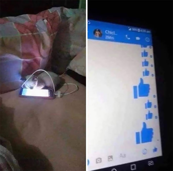 50 Hilarious Photos That Prove Cats Are The Biggest Jerks 50 Hilarious Photos That Prove Cats Are The Biggest Jerks