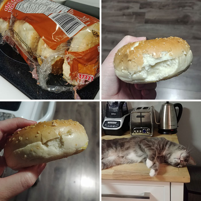 50 Hilarious Photos That Prove Cats Are The Biggest Jerks 50 Hilarious Photos That Prove Cats Are The Biggest Jerks