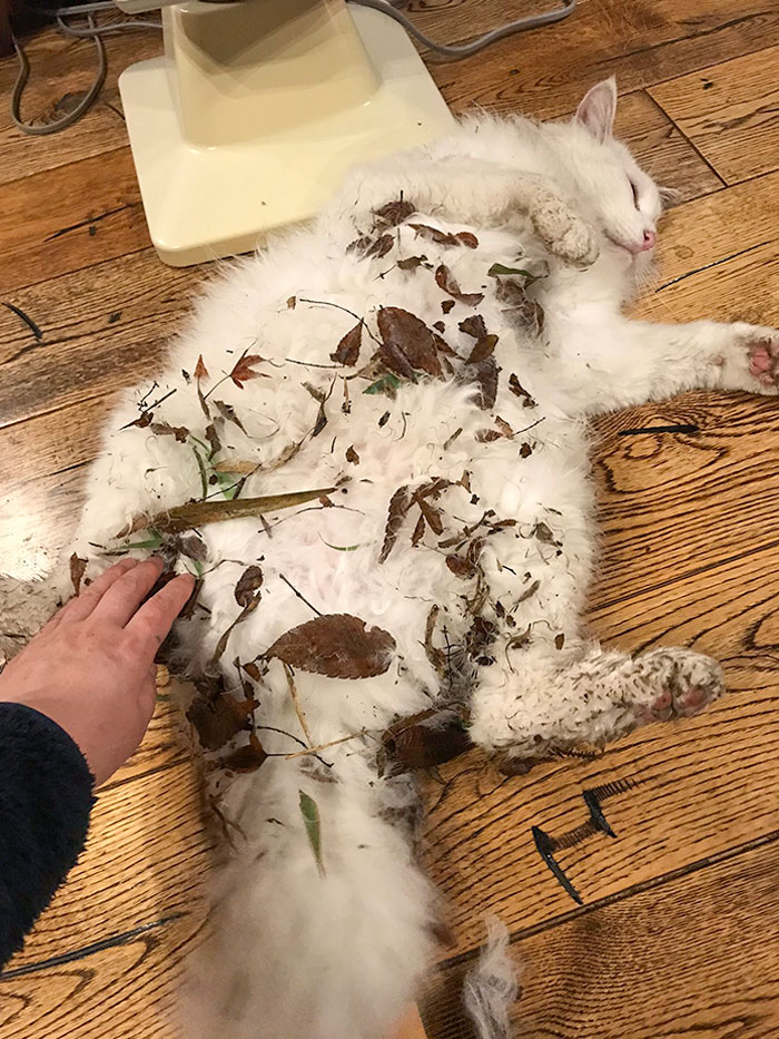 50 Hilarious Photos That Prove Cats Are The Biggest Jerks 50 Hilarious Photos That Prove Cats Are The Biggest Jerks