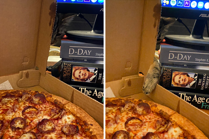 50 Hilarious Photos That Prove Cats Are The Biggest Jerks 50 Hilarious Photos That Prove Cats Are The Biggest Jerks