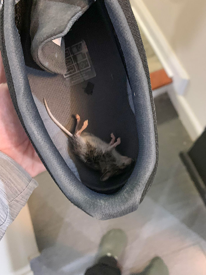 50 Hilarious Photos That Prove Cats Are The Biggest Jerks 50 Hilarious Photos That Prove Cats Are The Biggest Jerks