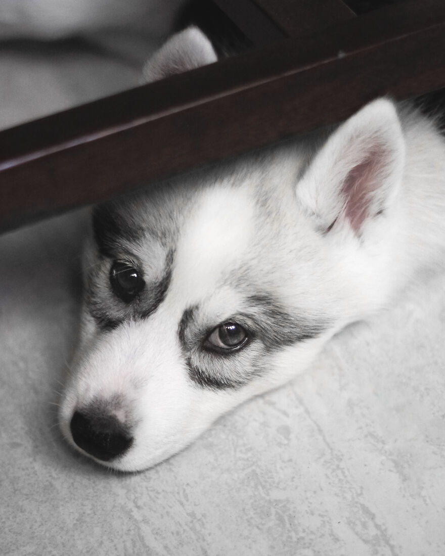Meet My Dog Tsuki, The Siberian Husky With Goggles! Meet My Dog Tsuki, The Siberian Husky With Goggles!