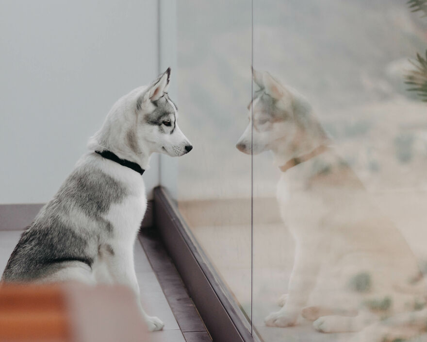 Meet My Dog Tsuki, The Siberian Husky With Goggles! Meet My Dog Tsuki, The Siberian Husky With Goggles!