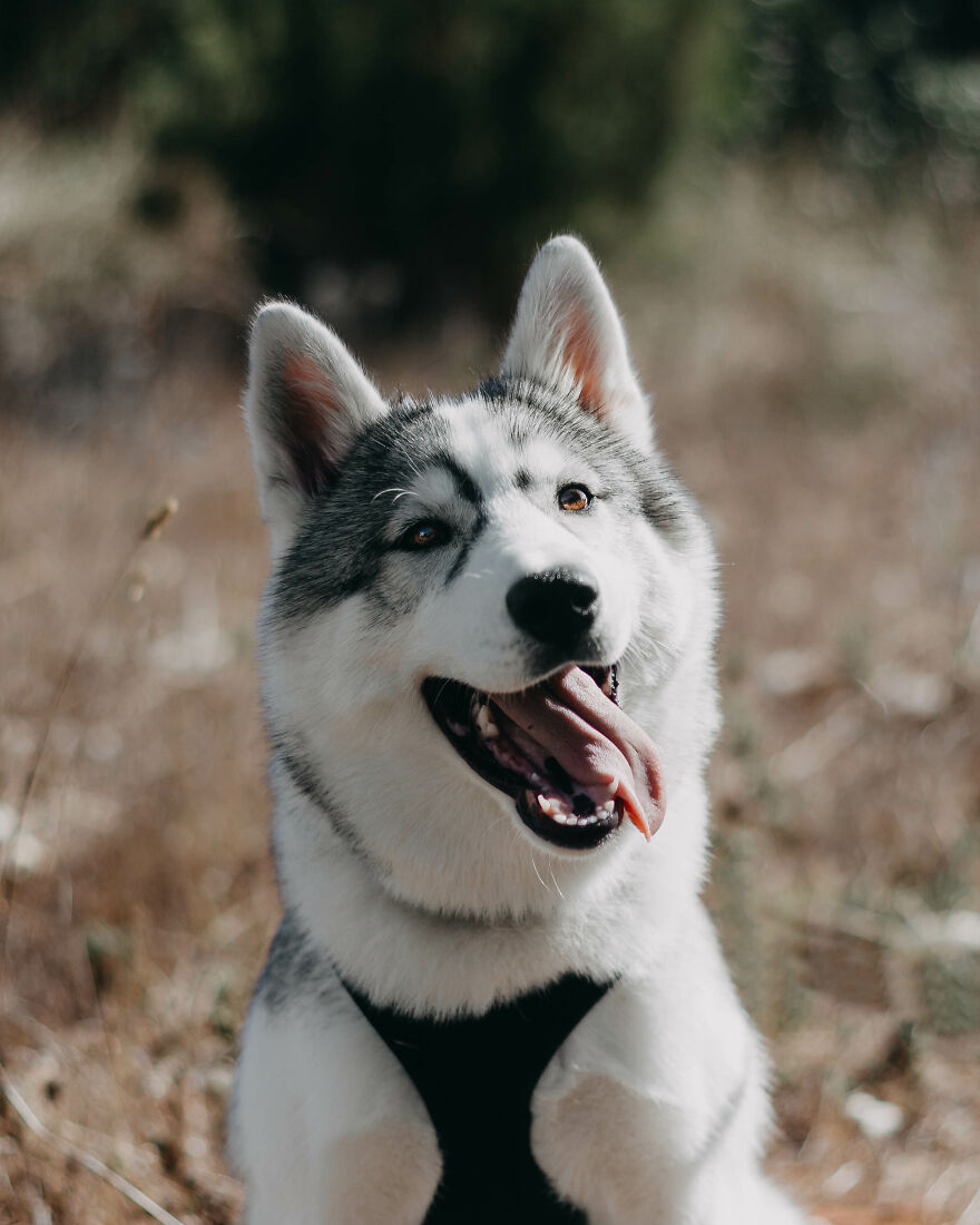 Meet My Dog Tsuki, The Siberian Husky With Goggles! Meet My Dog Tsuki, The Siberian Husky With Goggles!