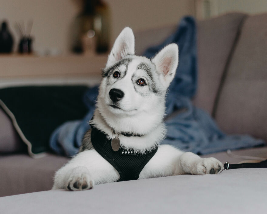 Meet My Dog Tsuki, The Siberian Husky With Goggles! Meet My Dog Tsuki, The Siberian Husky With Goggles!
