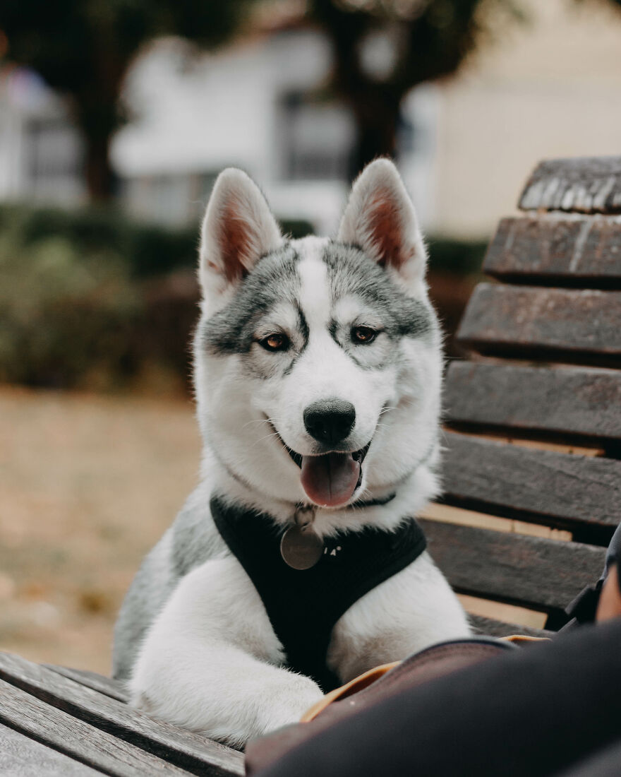 Meet My Dog Tsuki, The Siberian Husky With Goggles! Meet My Dog Tsuki, The Siberian Husky With Goggles!