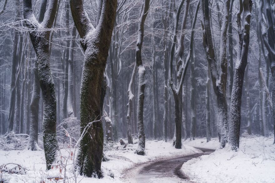 I Photographed Foggy Forest Roads And Paths In The Netherlands During Each Season (30 Pics) I Photographed Foggy Forest Roads And Paths In The Netherlands During Each Season (30 Pics)