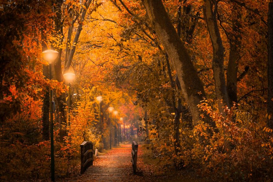 I Photographed Foggy Forest Roads And Paths In The Netherlands During Each Season (30 Pics) I Photographed Foggy Forest Roads And Paths In The Netherlands During Each Season (30 Pics)
