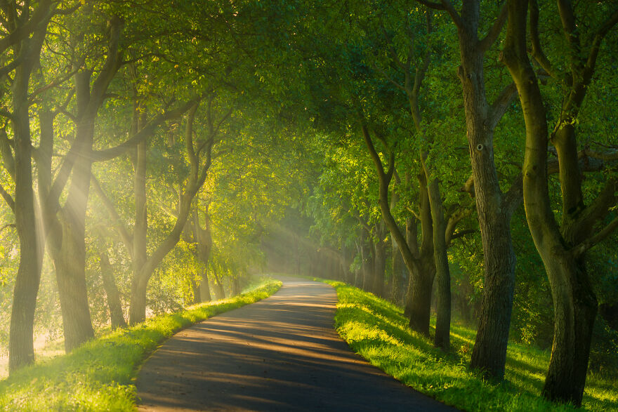 I Photographed Foggy Forest Roads And Paths In The Netherlands During Each Season (30 Pics) I Photographed Foggy Forest Roads And Paths In The Netherlands During Each Season (30 Pics)