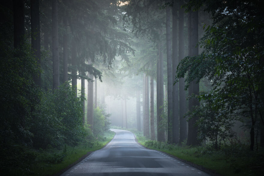 I Photographed Foggy Forest Roads And Paths In The Netherlands During Each Season (30 Pics) I Photographed Foggy Forest Roads And Paths In The Netherlands During Each Season (30 Pics)