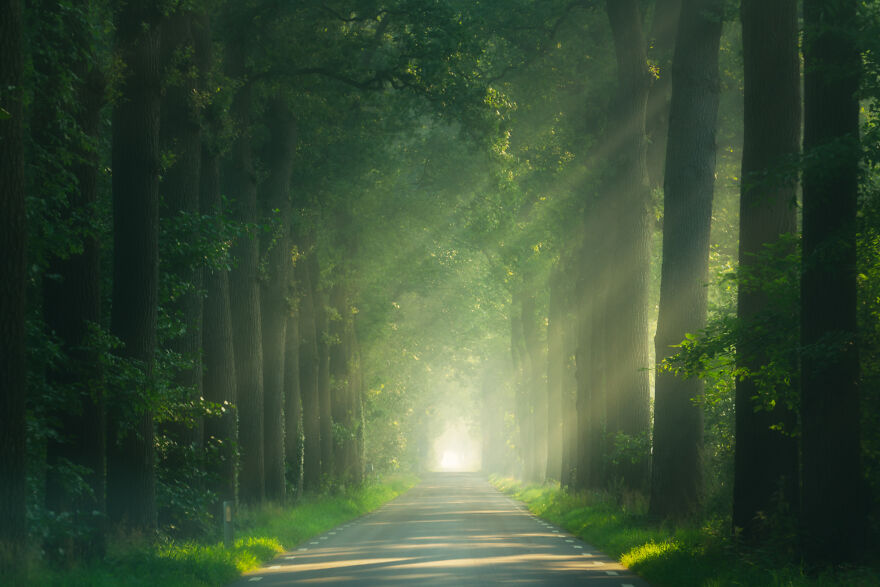 I Photographed Foggy Forest Roads And Paths In The Netherlands During Each Season (30 Pics) I Photographed Foggy Forest Roads And Paths In The Netherlands During Each Season (30 Pics)