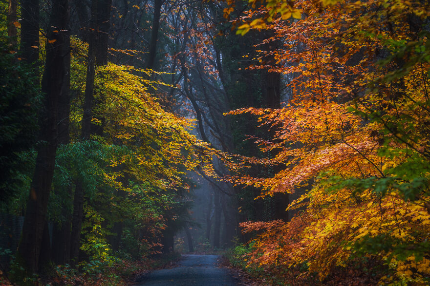 I Photographed Foggy Forest Roads And Paths In The Netherlands During Each Season (30 Pics) I Photographed Foggy Forest Roads And Paths In The Netherlands During Each Season (30 Pics)