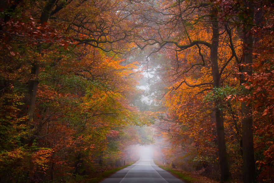 I Photographed Foggy Forest Roads And Paths In The Netherlands During Each Season (30 Pics) I Photographed Foggy Forest Roads And Paths In The Netherlands During Each Season (30 Pics)