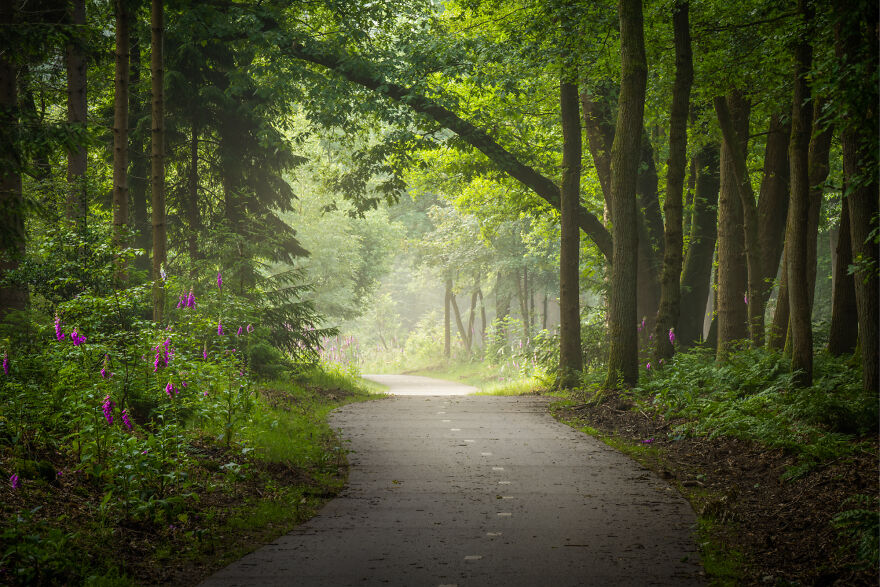 I Photographed Foggy Forest Roads And Paths In The Netherlands During Each Season (30 Pics) I Photographed Foggy Forest Roads And Paths In The Netherlands During Each Season (30 Pics)