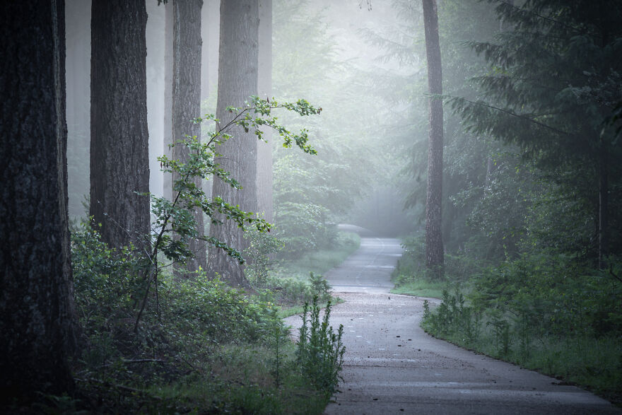 I Photographed Foggy Forest Roads And Paths In The Netherlands During Each Season (30 Pics) I Photographed Foggy Forest Roads And Paths In The Netherlands During Each Season (30 Pics)