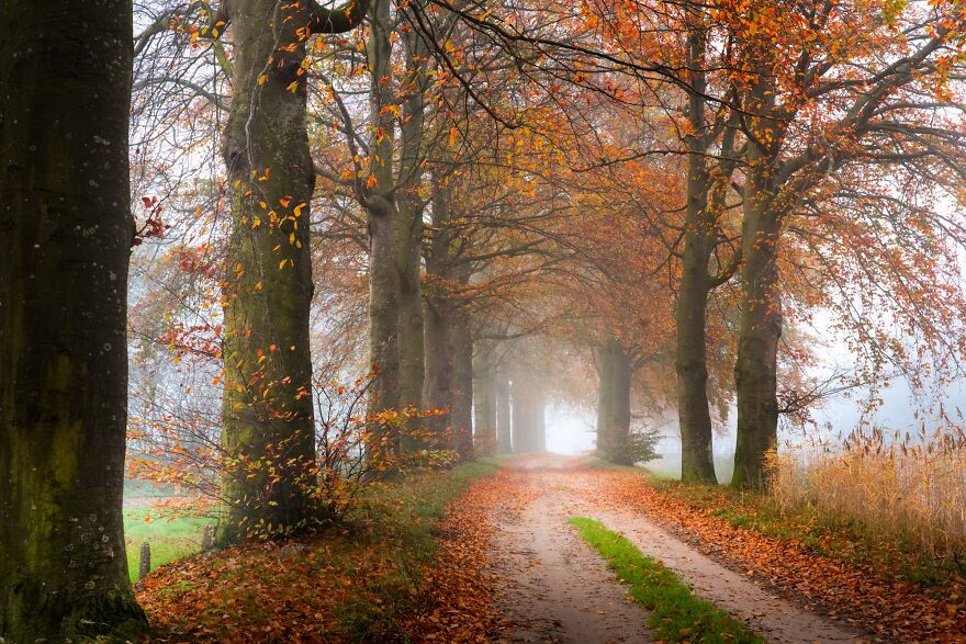 I Photographed Foggy Forest Roads And Paths In The Netherlands During Each Season (30 Pics) I Photographed Foggy Forest Roads And Paths In The Netherlands During Each Season (30 Pics)