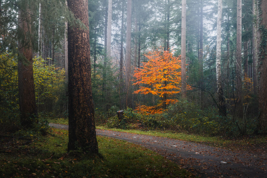 I Photographed Foggy Forest Roads And Paths In The Netherlands During Each Season (30 Pics) I Photographed Foggy Forest Roads And Paths In The Netherlands During Each Season (30 Pics)