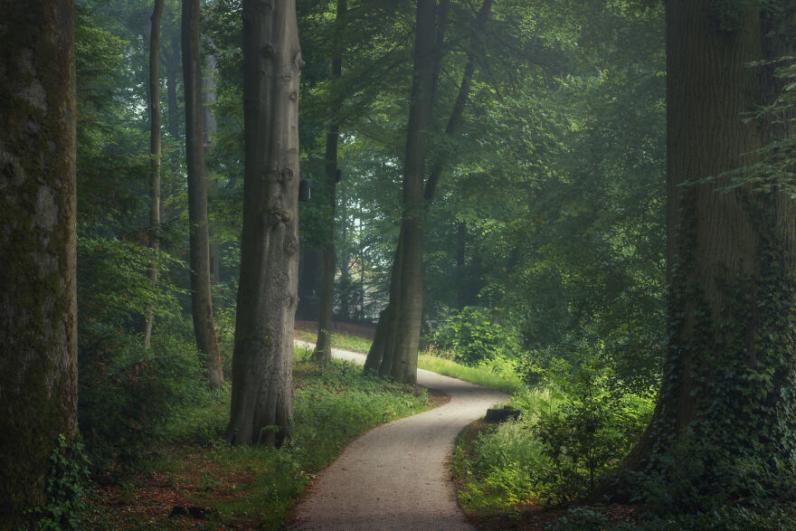 I Photographed Foggy Forest Roads And Paths In The Netherlands During Each Season (30 Pics) I Photographed Foggy Forest Roads And Paths In The Netherlands During Each Season (30 Pics)