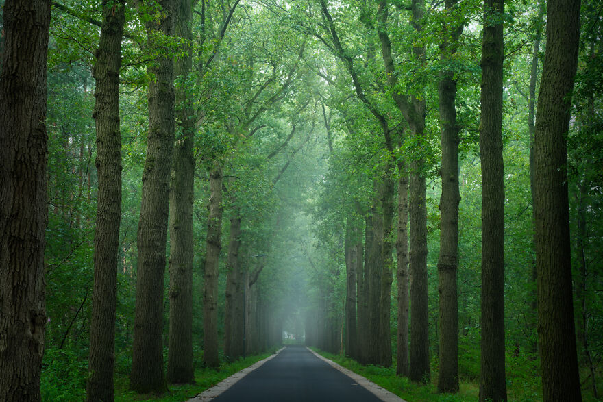 I Photographed Foggy Forest Roads And Paths In The Netherlands During Each Season (30 Pics) I Photographed Foggy Forest Roads And Paths In The Netherlands During Each Season (30 Pics)