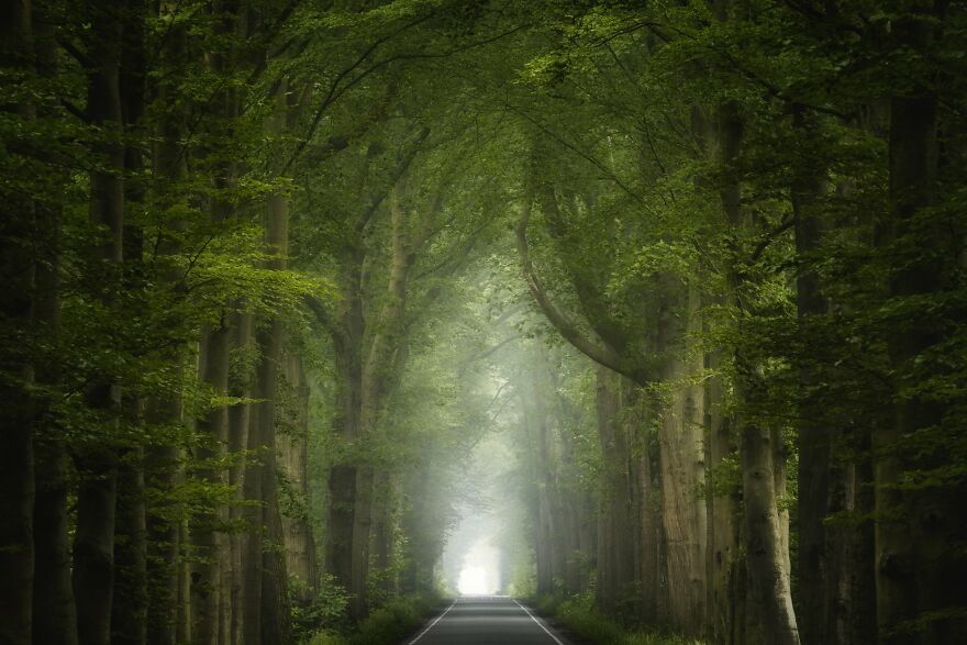I Photographed Foggy Forest Roads And Paths In The Netherlands During Each Season (30 Pics) I Photographed Foggy Forest Roads And Paths In The Netherlands During Each Season (30 Pics)