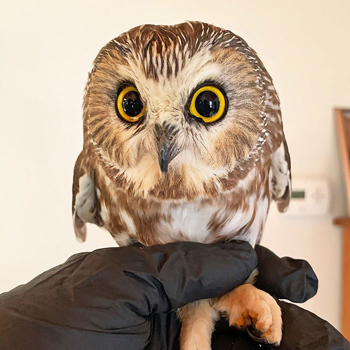 Workers Who Transported This Year’s Rockefeller Christmas Tree Found A Tiny Owl Tucked Inside It Workers Who Transported This Year’s Rockefeller Christmas Tree Found A Tiny Owl Tucked Inside It
