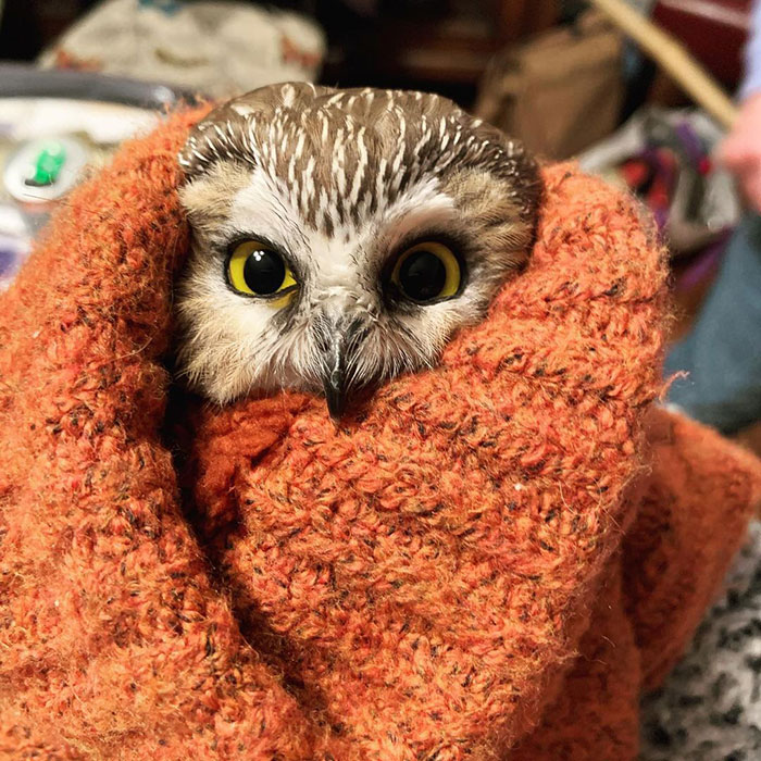 Workers Who Transported This Year’s Rockefeller Christmas Tree Found A Tiny Owl Tucked Inside It Workers Who Transported This Year’s Rockefeller Christmas Tree Found A Tiny Owl Tucked Inside It