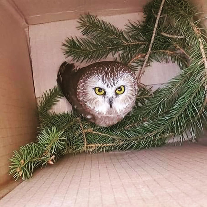 Workers Who Transported This Year’s Rockefeller Christmas Tree Found A Tiny Owl Tucked Inside It Workers Who Transported This Year’s Rockefeller Christmas Tree Found A Tiny Owl Tucked Inside It