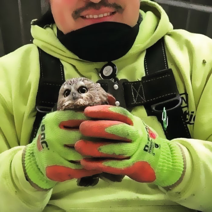 Workers Who Transported This Year’s Rockefeller Christmas Tree Found A Tiny Owl Tucked Inside It Workers Who Transported This Year’s Rockefeller Christmas Tree Found A Tiny Owl Tucked Inside It