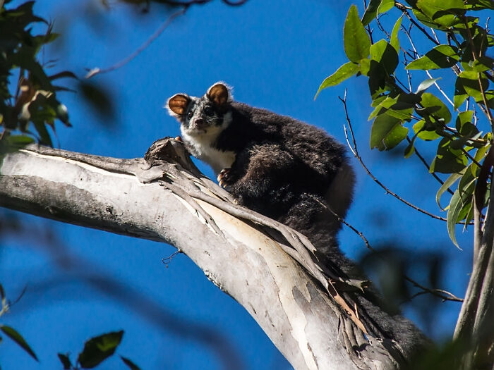 Turns Out, These Adorable Australian Greater Gliders That Can Glide Up To 100 Meters Are Actually 3 Different Species Turns Out, These Adorable Australian Greater Gliders That Can Glide Up To 100 Meters Are Actually 3 Different Species