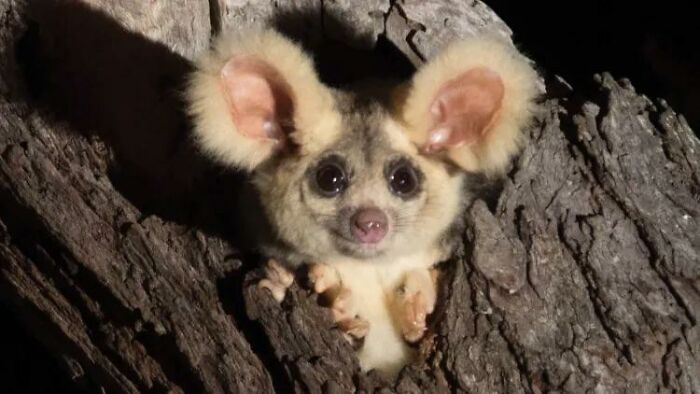 Turns Out, These Adorable Australian Greater Gliders That Can Glide Up To 100 Meters Are Actually 3 Different Species Turns Out, These Adorable Australian Greater Gliders That Can Glide Up To 100 Meters Are Actually 3 Different Species
