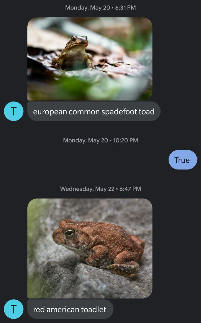 Unknown Number Starts Sending This Guy Toad Pics Without Any Context, Hilarity Ensues Unknown Number Starts Sending This Guy Toad Pics Without Any Context, Hilarity Ensues