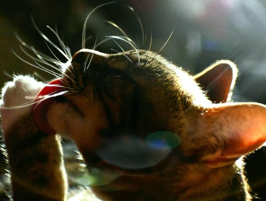 I Photograph My Cats And Other Cats In My Life I Photograph My Cats And Other Cats In My Life