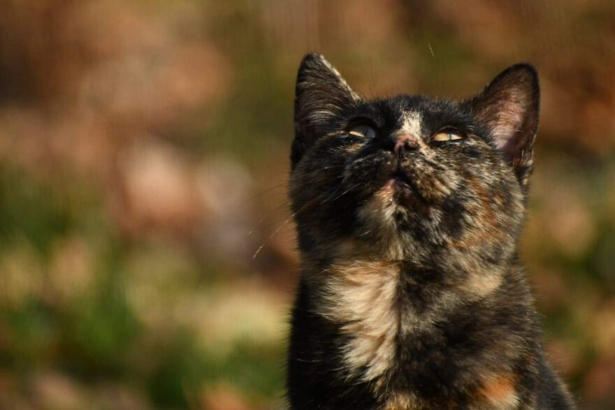 I Photograph My Cats And Other Cats In My Life I Photograph My Cats And Other Cats In My Life