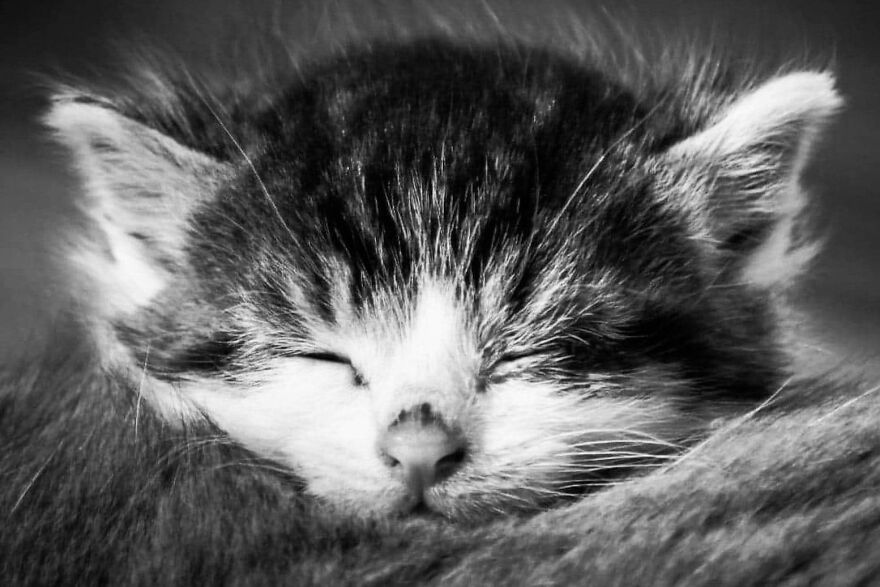 I Photograph My Cats And Other Cats In My Life I Photograph My Cats And Other Cats In My Life