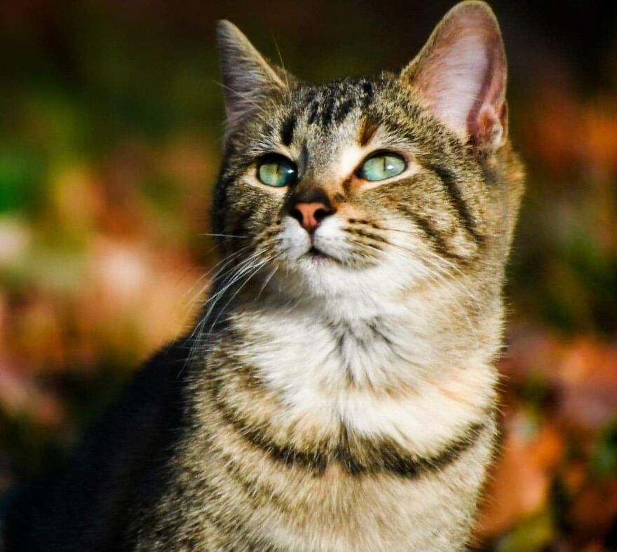 I Photograph My Cats And Other Cats In My Life I Photograph My Cats And Other Cats In My Life