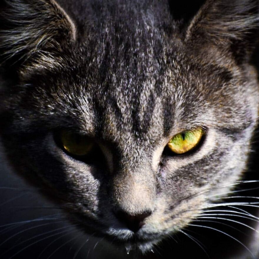 I Photograph My Cats And Other Cats In My Life I Photograph My Cats And Other Cats In My Life