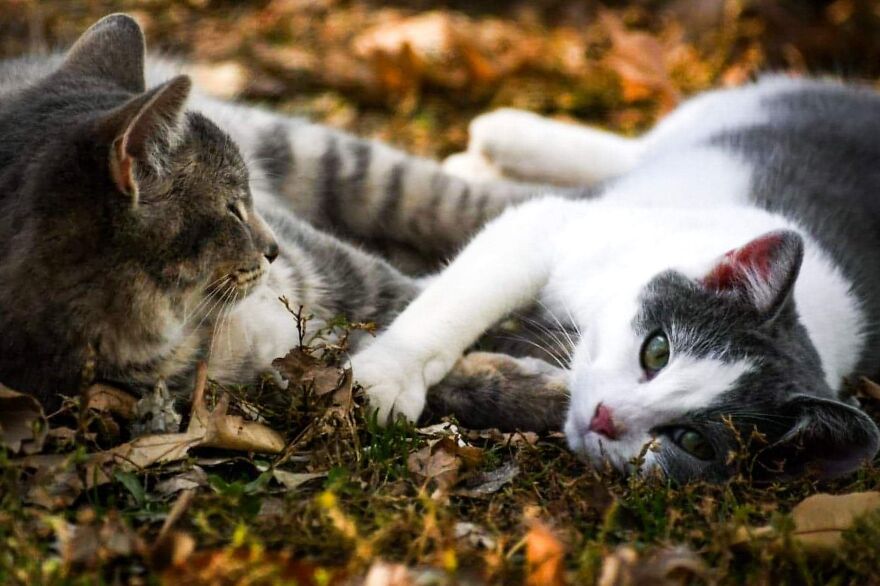 I Photograph My Cats And Other Cats In My Life I Photograph My Cats And Other Cats In My Life