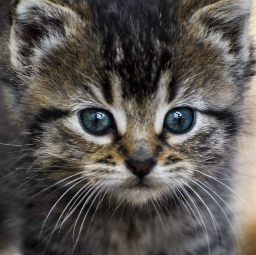 I Photograph My Cats And Other Cats In My Life I Photograph My Cats And Other Cats In My Life