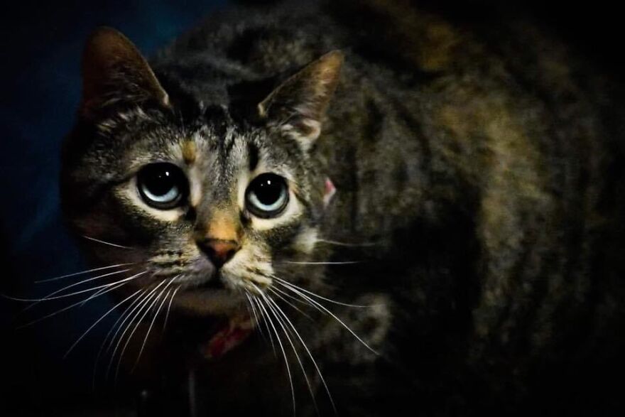 I Photograph My Cats And Other Cats In My Life I Photograph My Cats And Other Cats In My Life